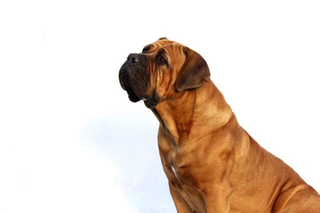 Boerboel - Golden Retriever