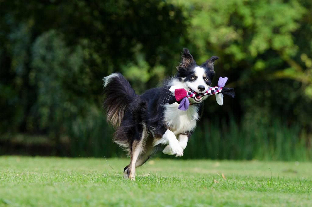 Border Collie - Dachshund