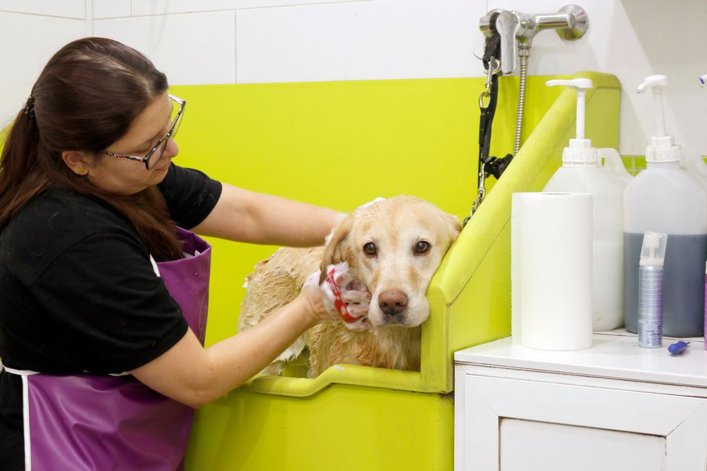 Dog grooming - Cat