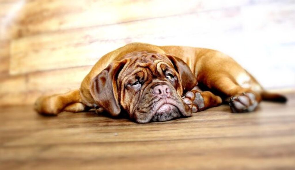 Dogue de Bordeaux - Dog Breed