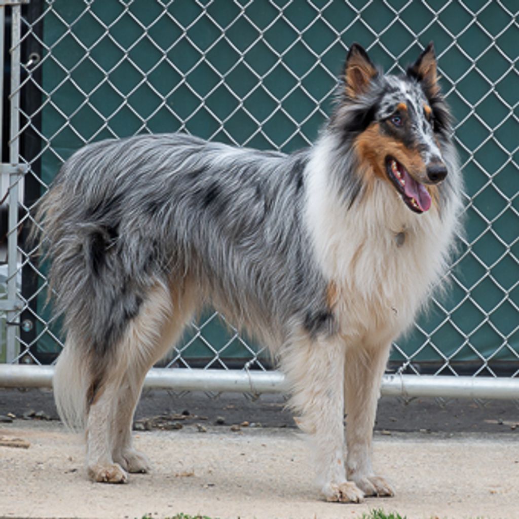 Rough Collie - Shiloh Shepherd Dog