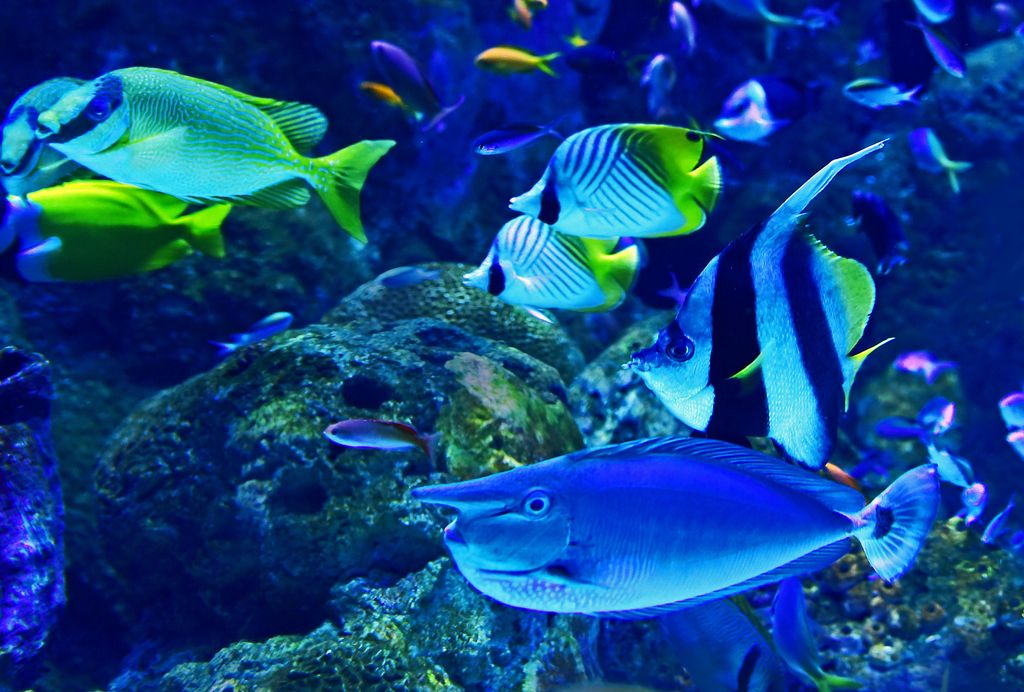 Angelfish - Saltwater fish