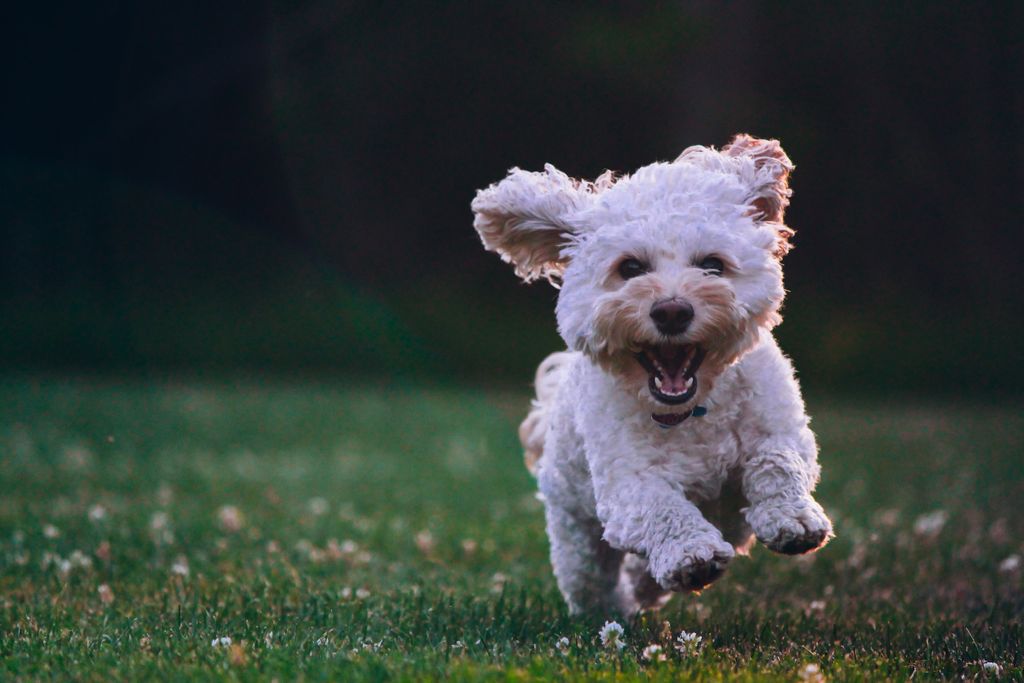 Dog - Veterinarian