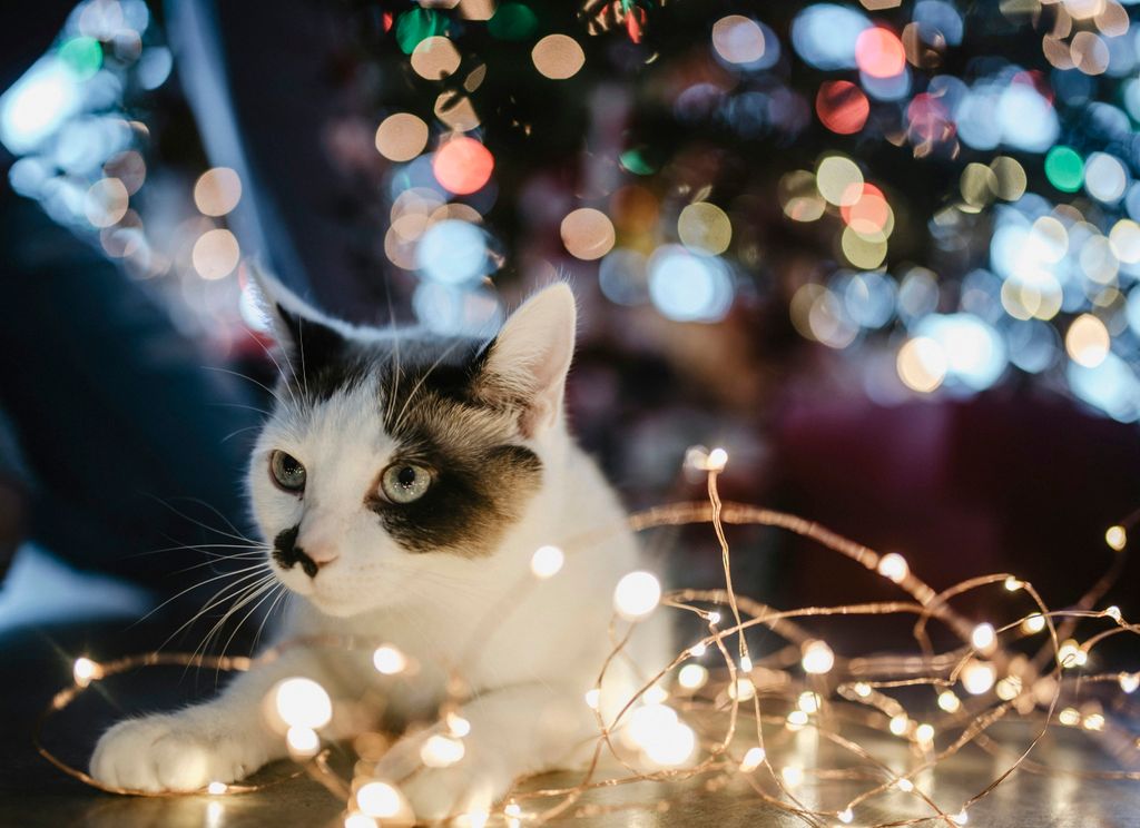 Maine Coon - Persian cat