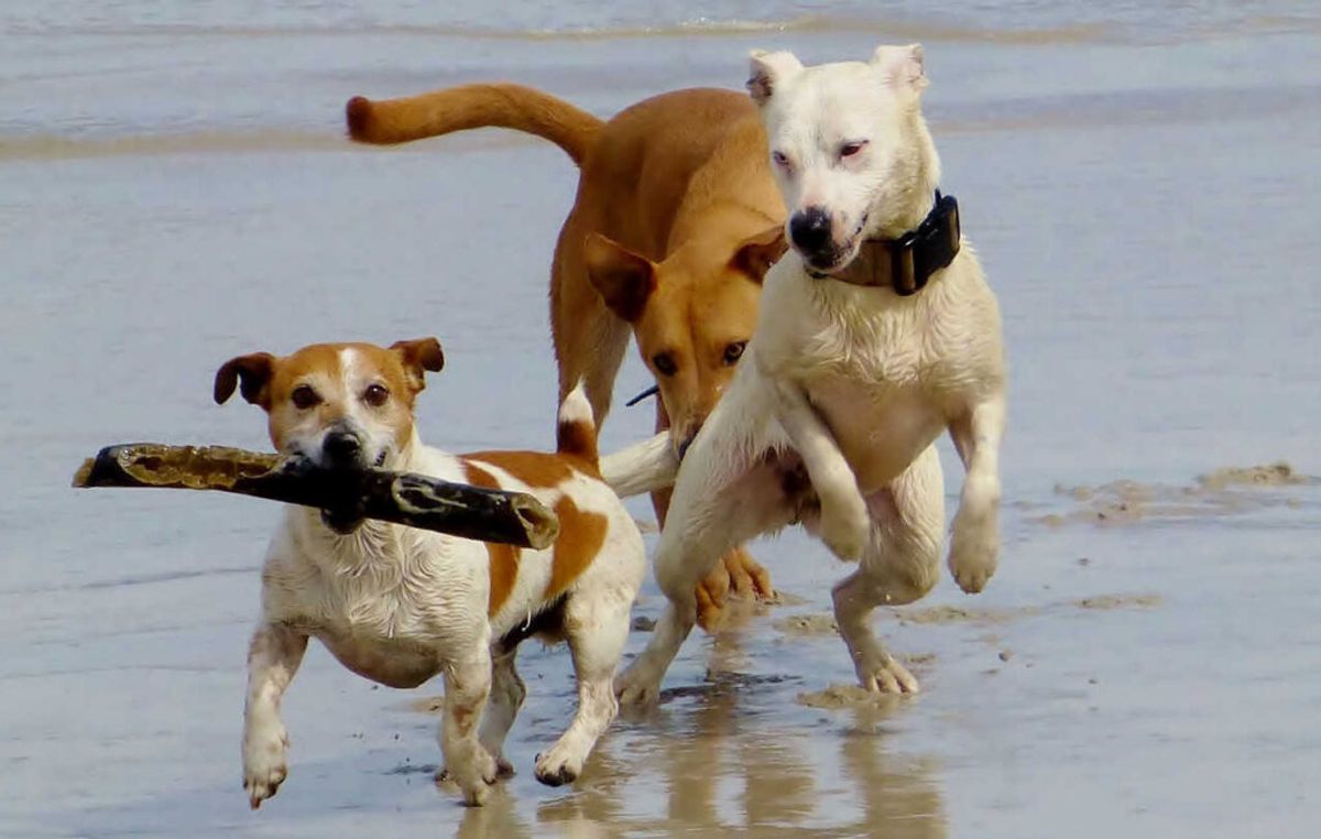 American Pit Bull Terrier - Dogo Argentino