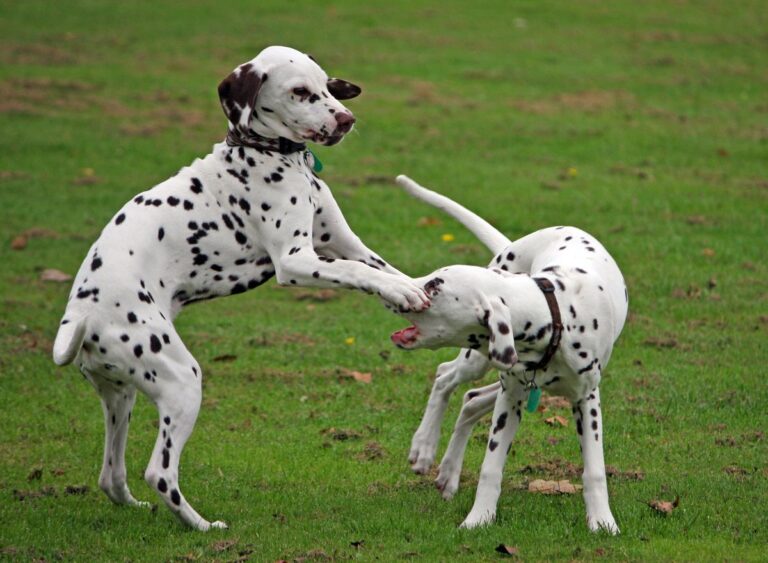 Dalmatian dog - Puppy